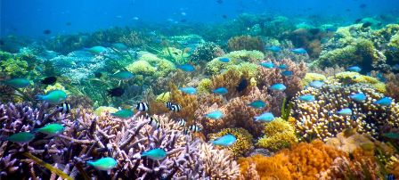 Schnorcheln auf Gili Trawangan, Gili Meno und Gili Air | Snorkeling trip in Lombok